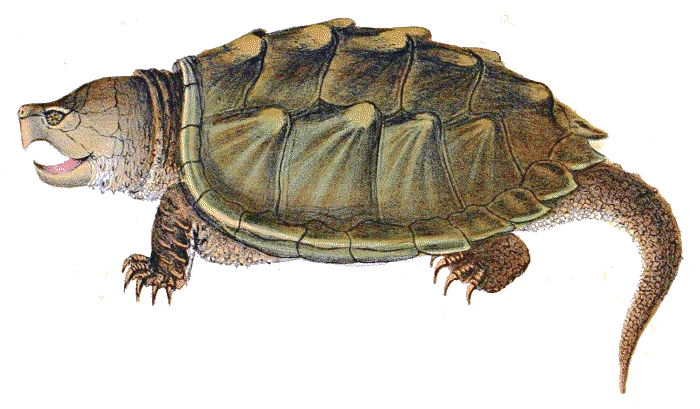Terrapin Mounting Cats Alligator Turtle PNG