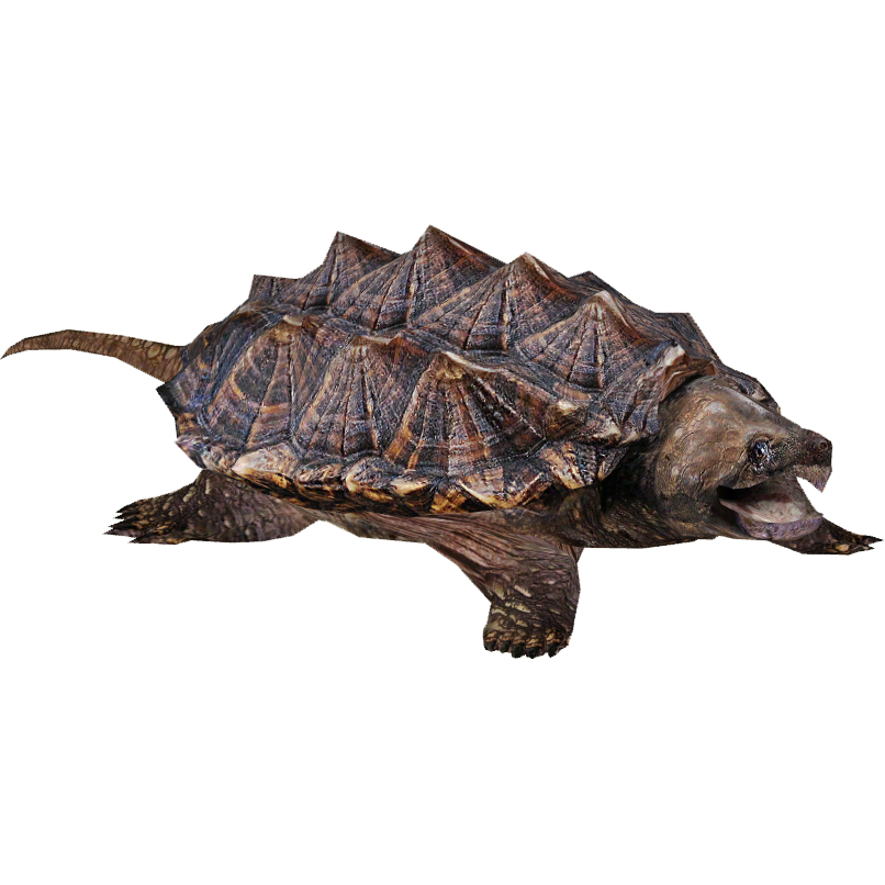 Turtle Seahorse Animal Snapping Pair PNG