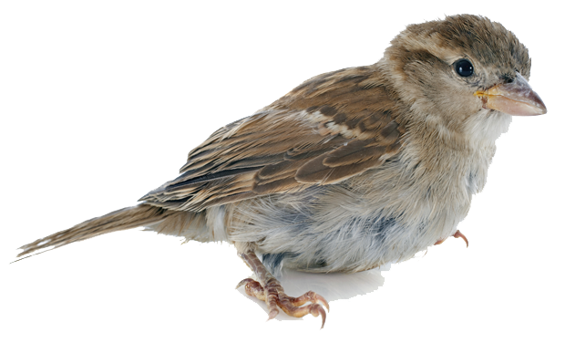 Sparrow Flakes Animal Wren Animals PNG