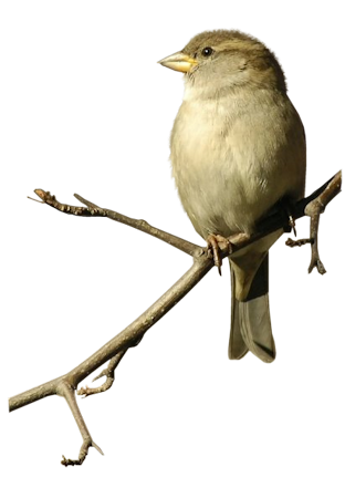 Tree Green Biology Sparrow Furry PNG