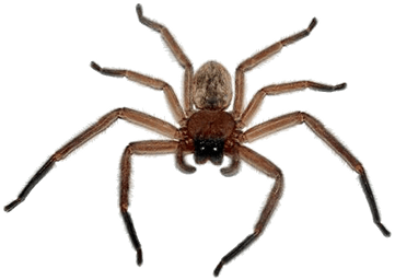Creature Critter Ant Jungle Spider PNG