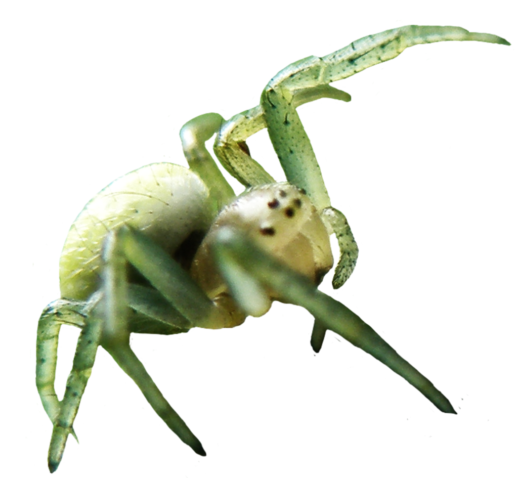 Rodent Spider Adorable Lizard Rare PNG