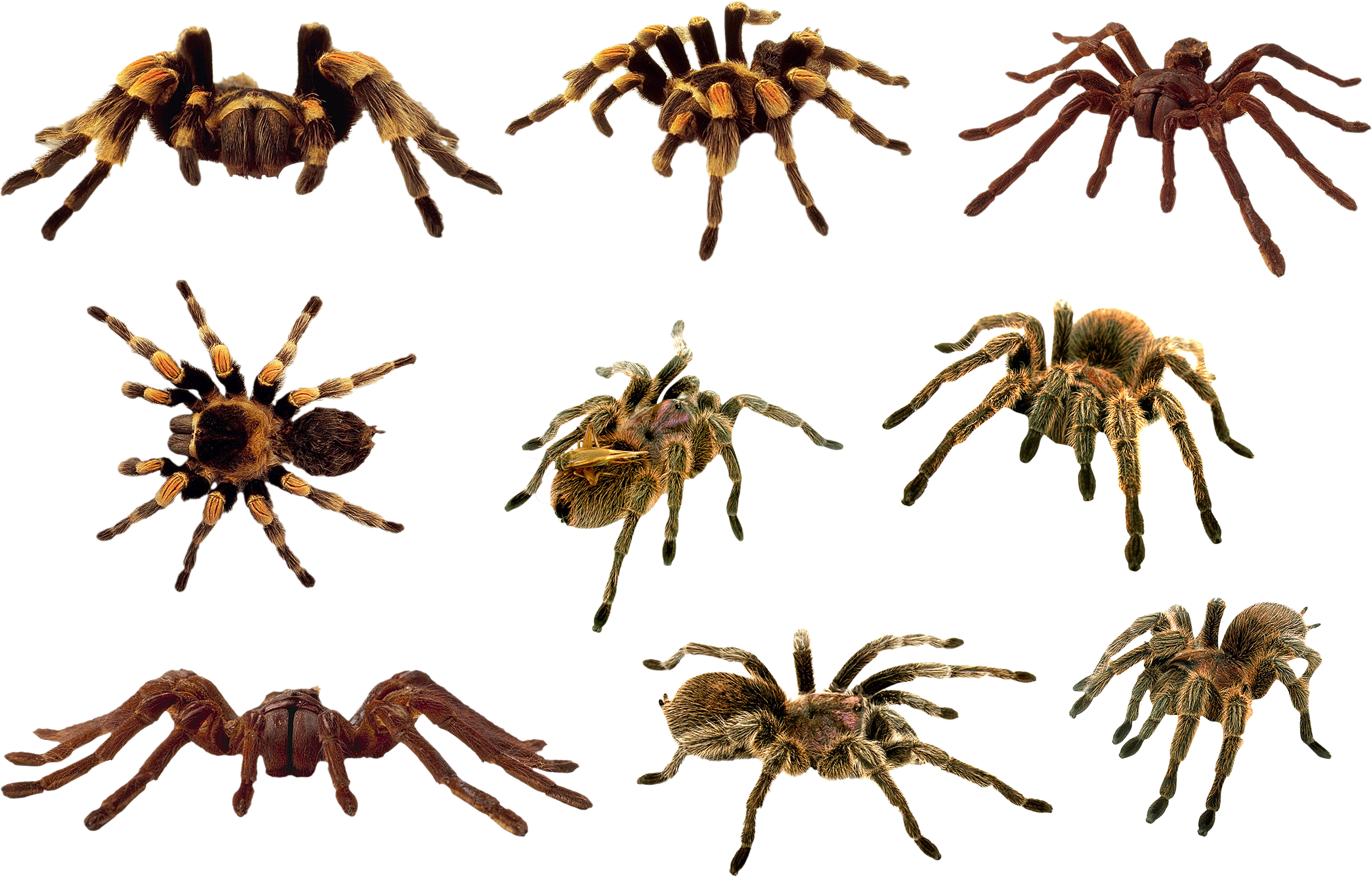 Arachnid Flora Daddy Web Fauna PNG