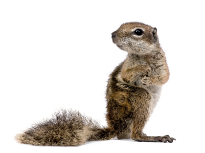 Opossum Squirrel Snakes Store Animal PNG
