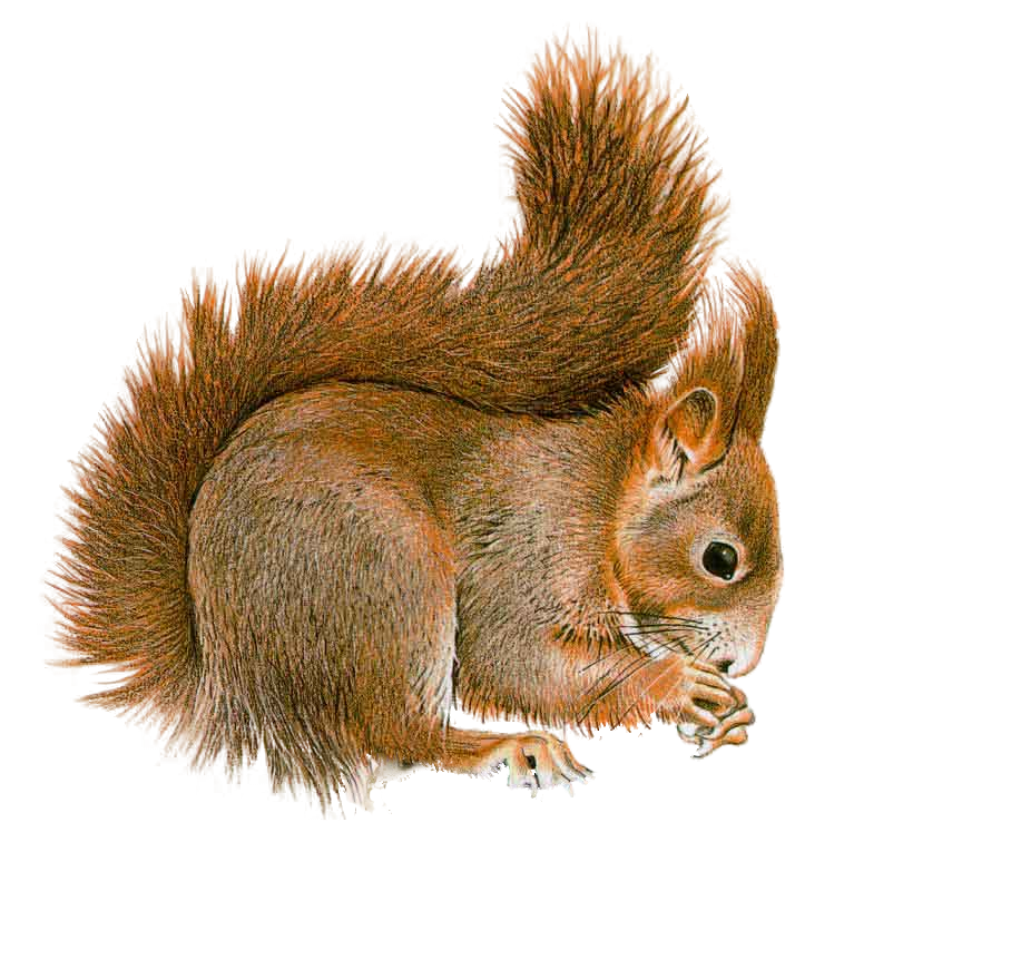 Robin Kitty Squirrel Raptor Reptile PNG