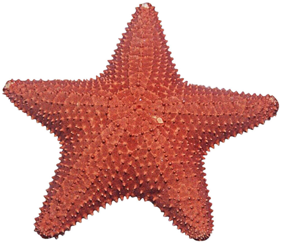 Animal Fat Day Green Echinoderms PNG