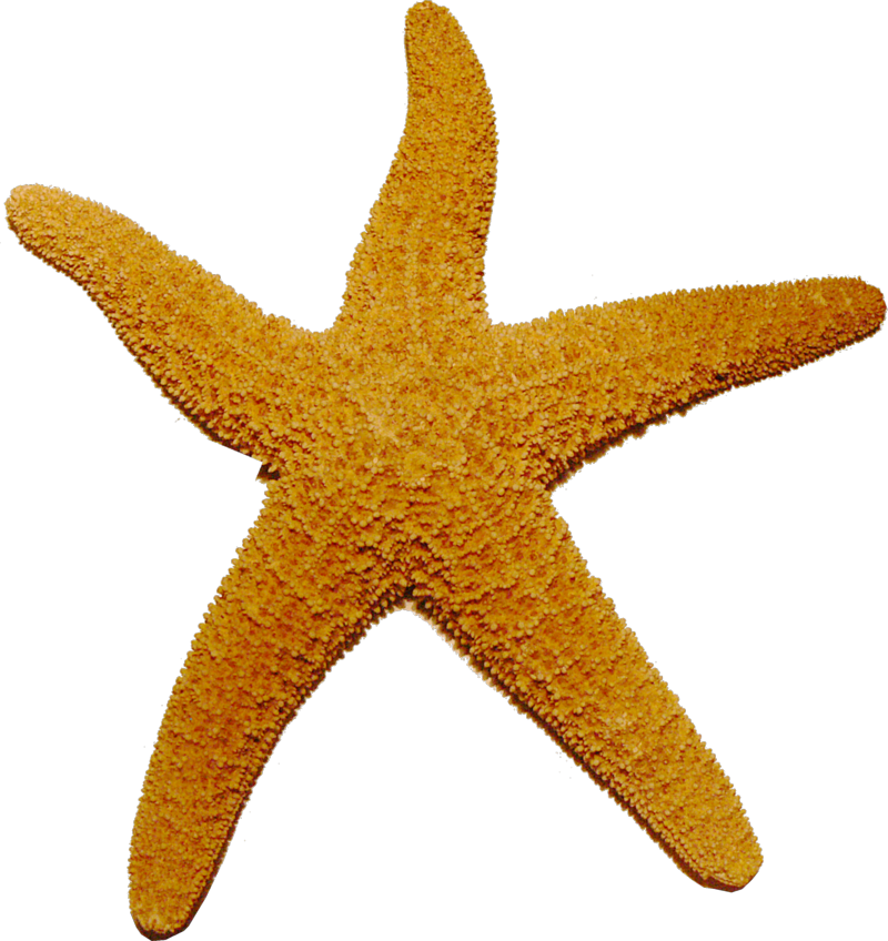Echinoderms Biology Tree Starfish Seashells PNG