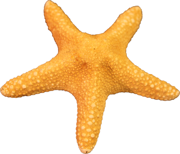 Sea Cartoon Ecology Starfish Cuttlefish PNG