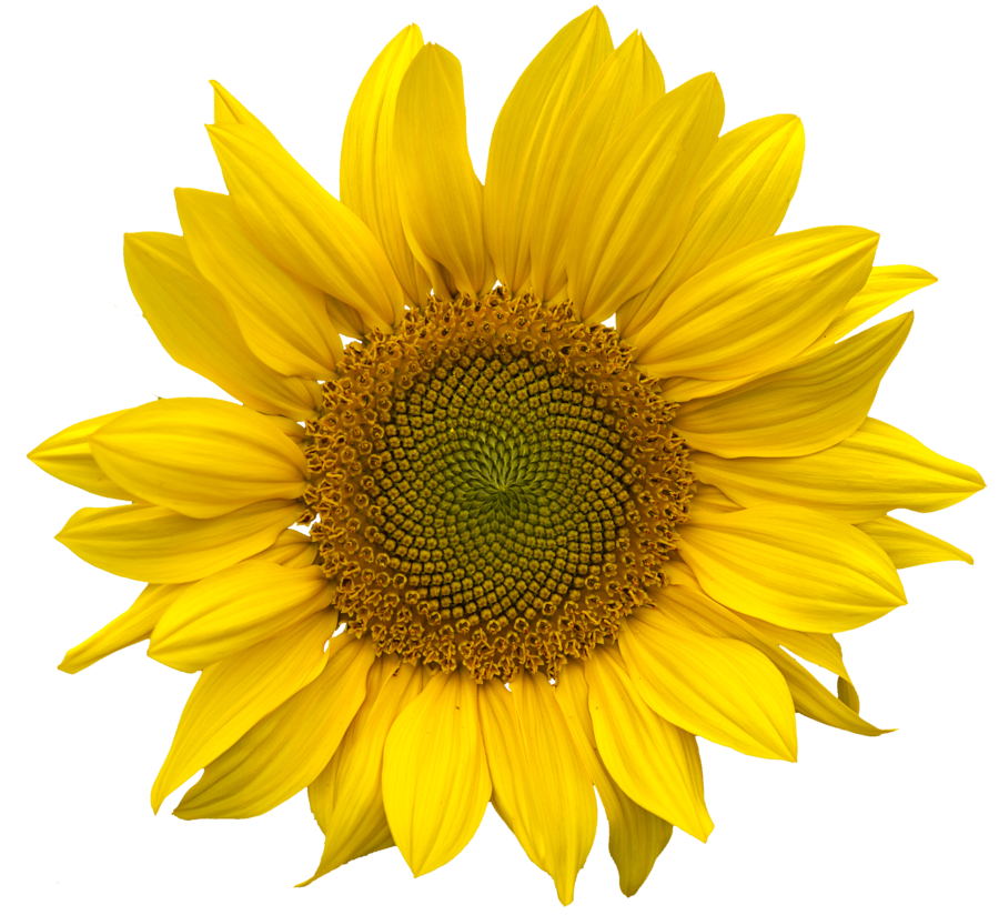 Sunflower Sunset Seed Marry Flower PNG