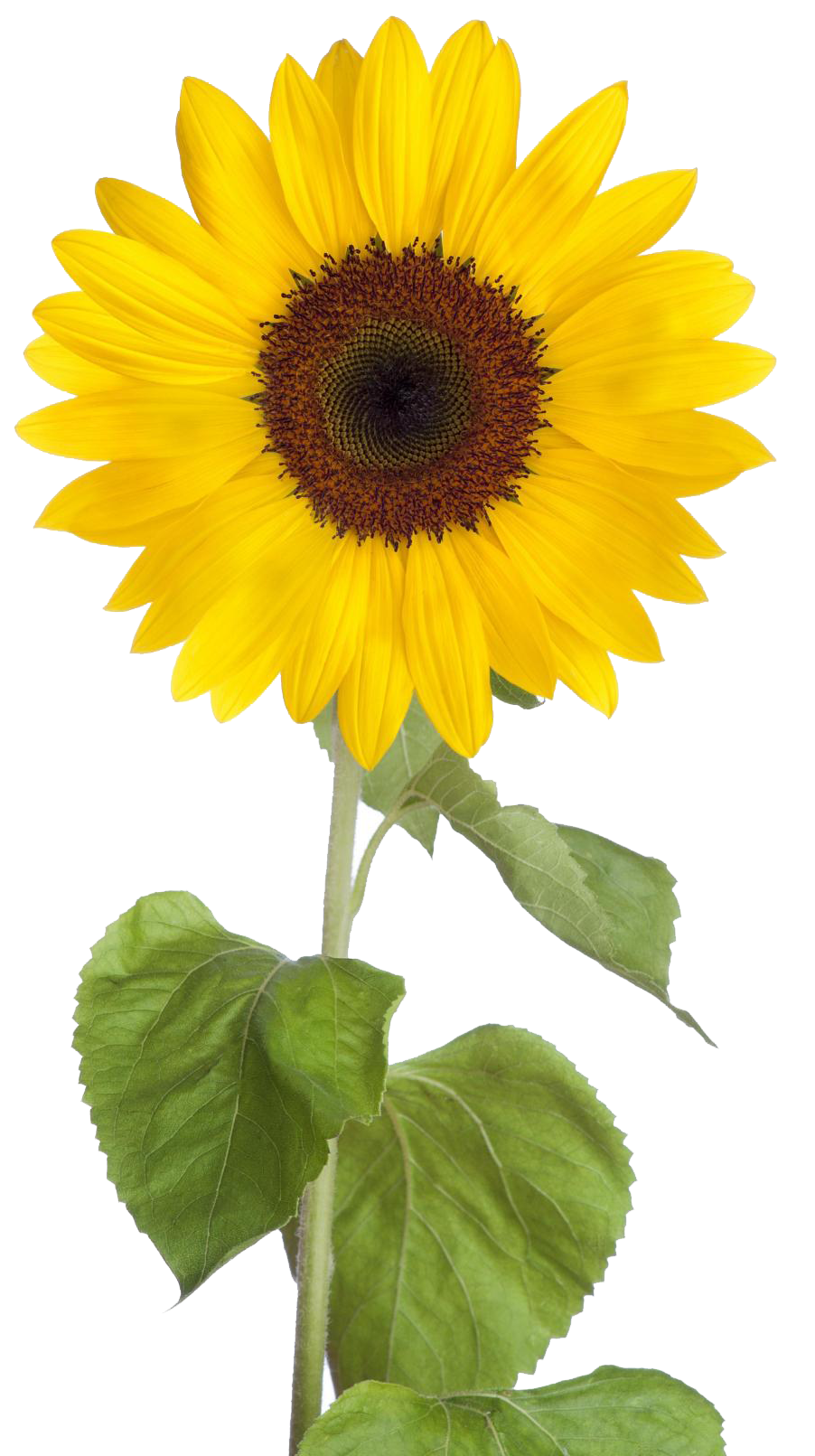 Photography Backgrounds Sunflower World Marigold PNG