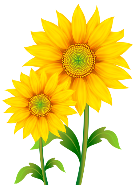 Swag Weather Animal Environment Sunflowers PNG
