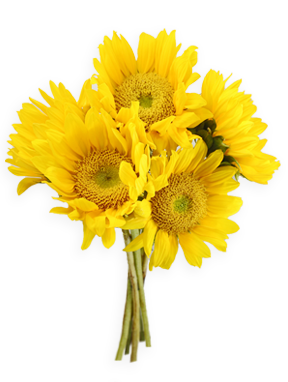 Life Sunflowers Wildflowers Dusk Action PNG