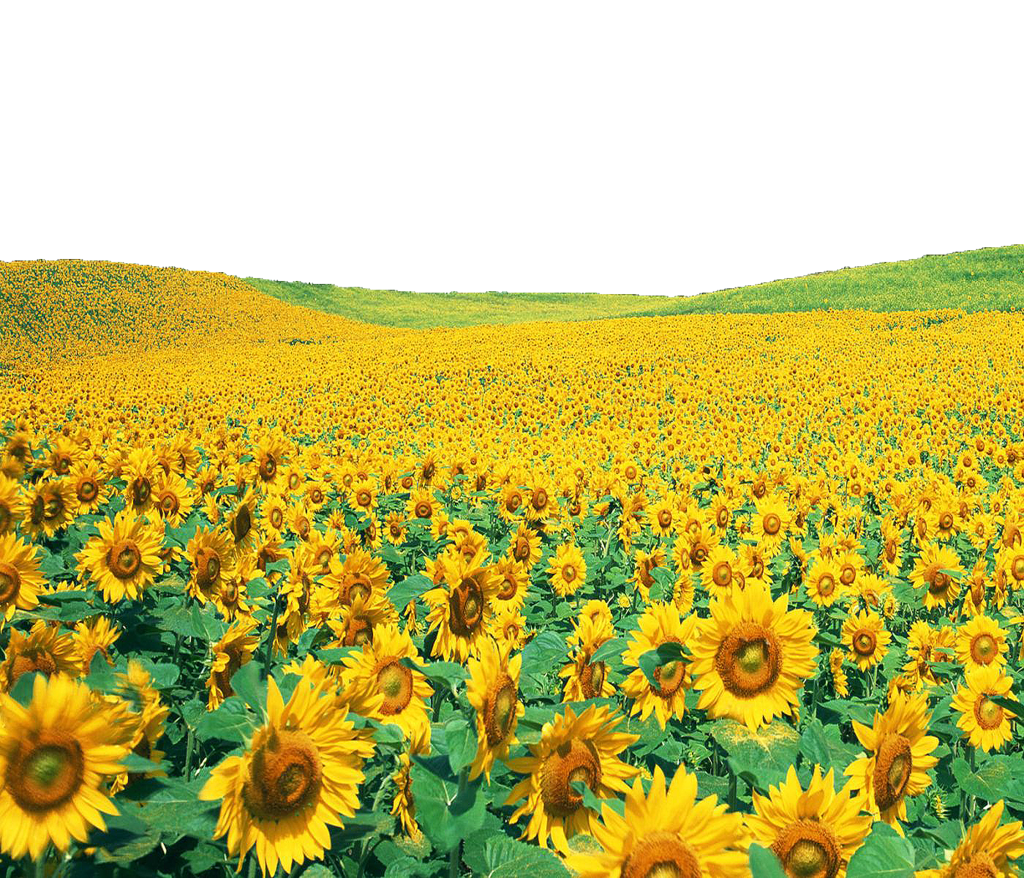 Sunflowers Dusk Sunset Nature Summer PNG
