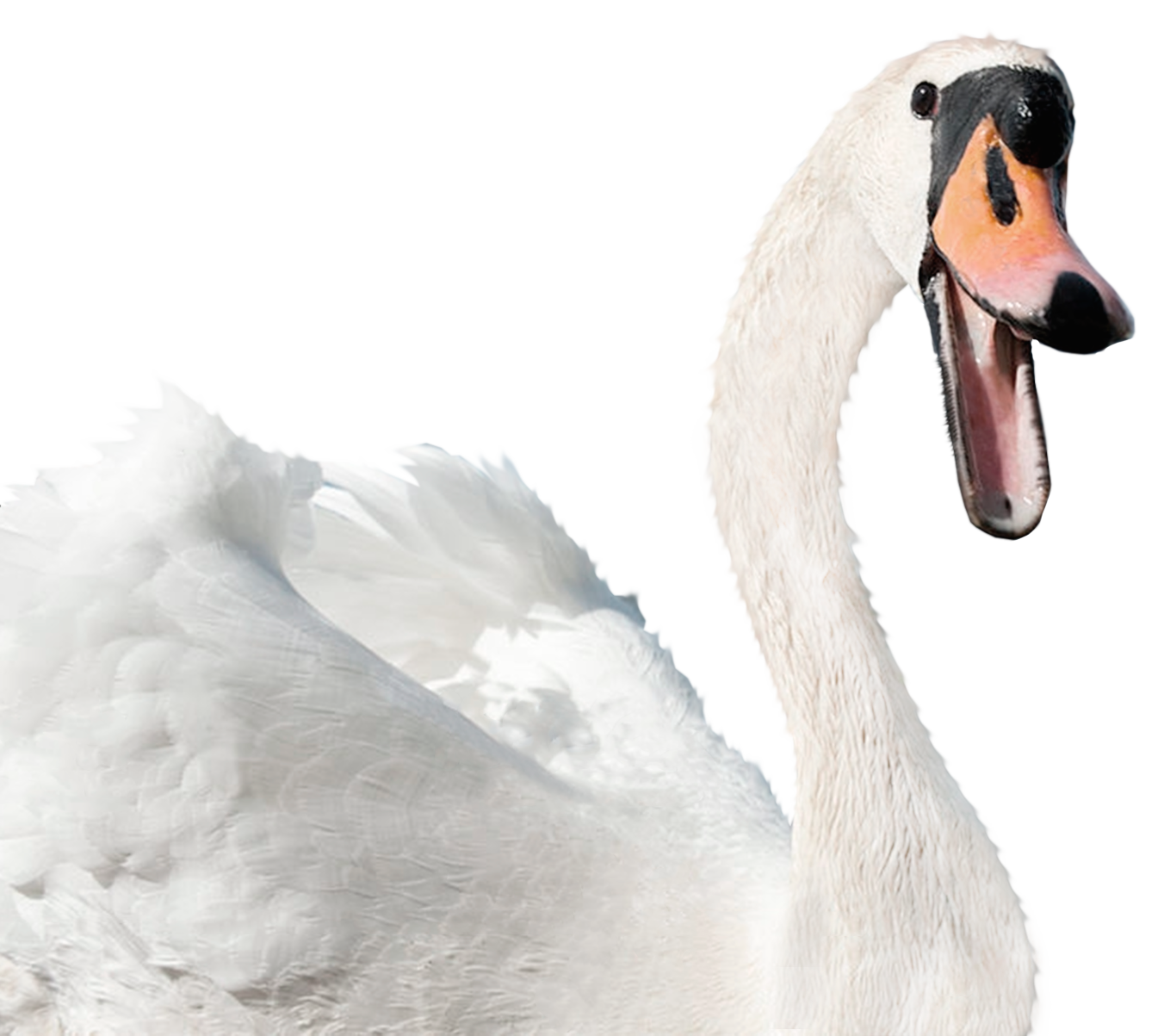 White Jackdaw Aver Swan Gull PNG