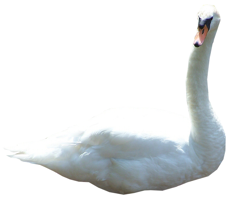 Snakes Swan Pelican Dogs Kitty PNG