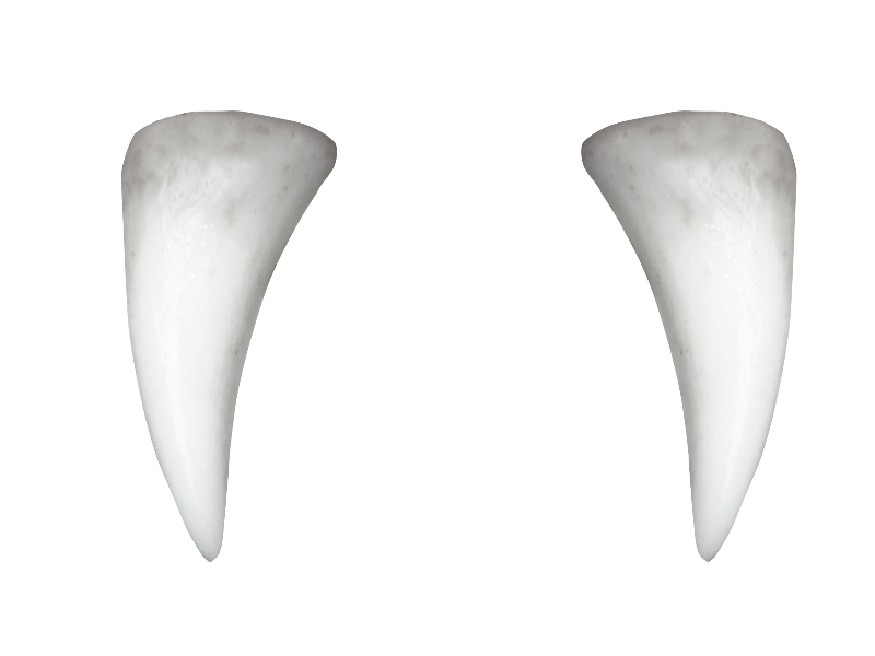 Clean Nose Bones Dents Medical PNG