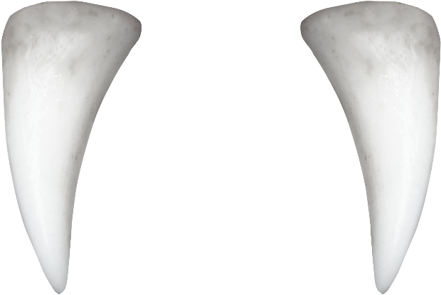 Dentition Eyeteeth Limbs Incisors White PNG