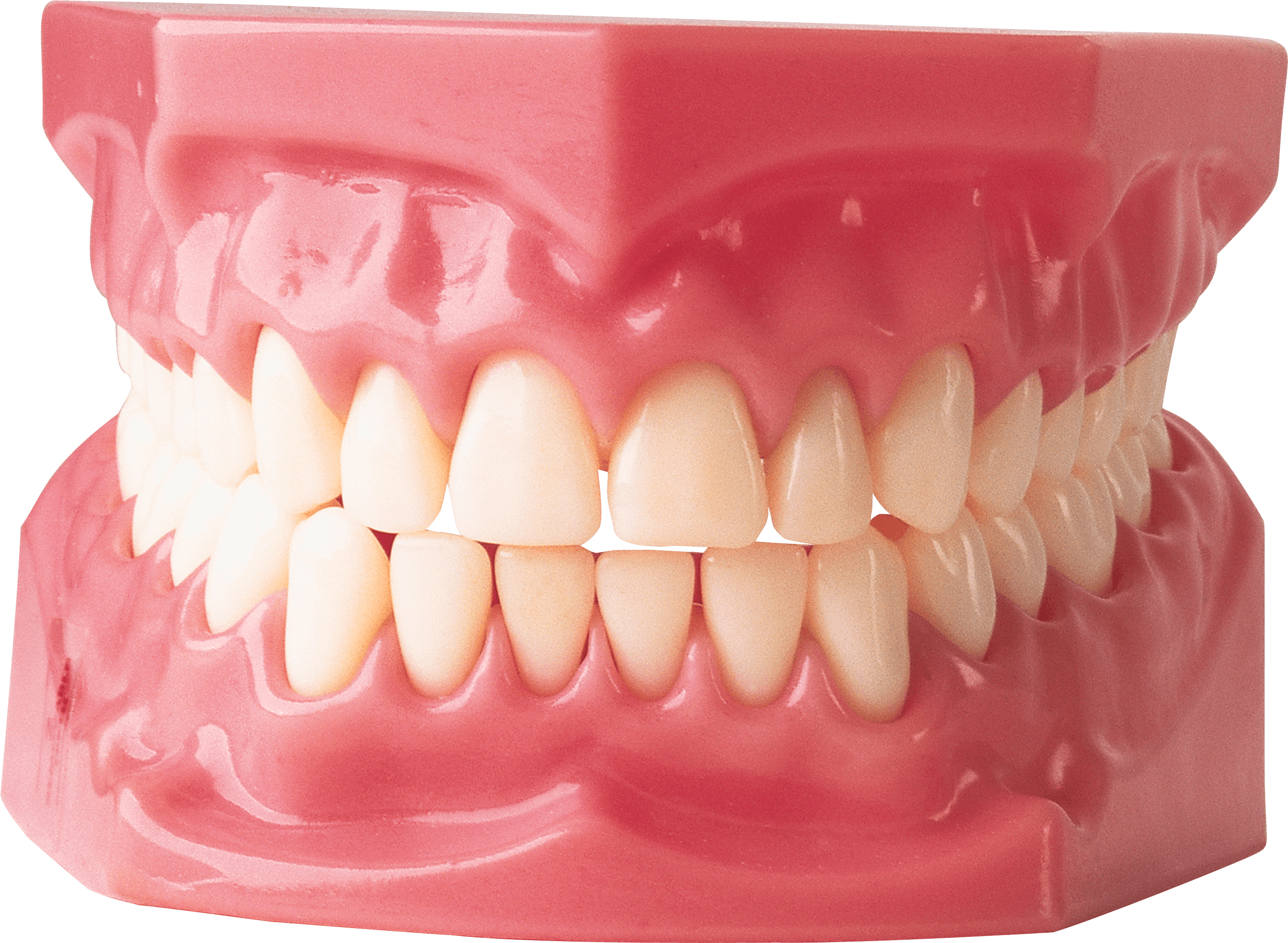 Fangs Beer Bite Weight Sable PNG