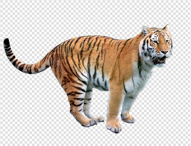 Reptile Fat Planet Stepson Tiger PNG