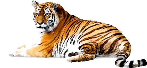 Leopard Wild Tiger Pet Stepson PNG
