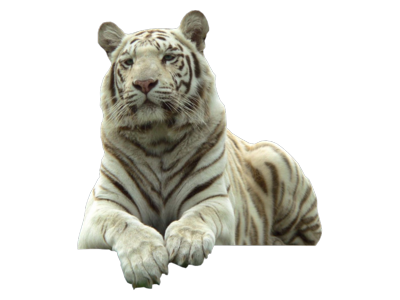 Stepson Slot White Champion Tiger PNG