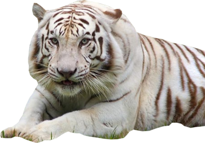 File Wildcat Tiger Slot Sleeping PNG