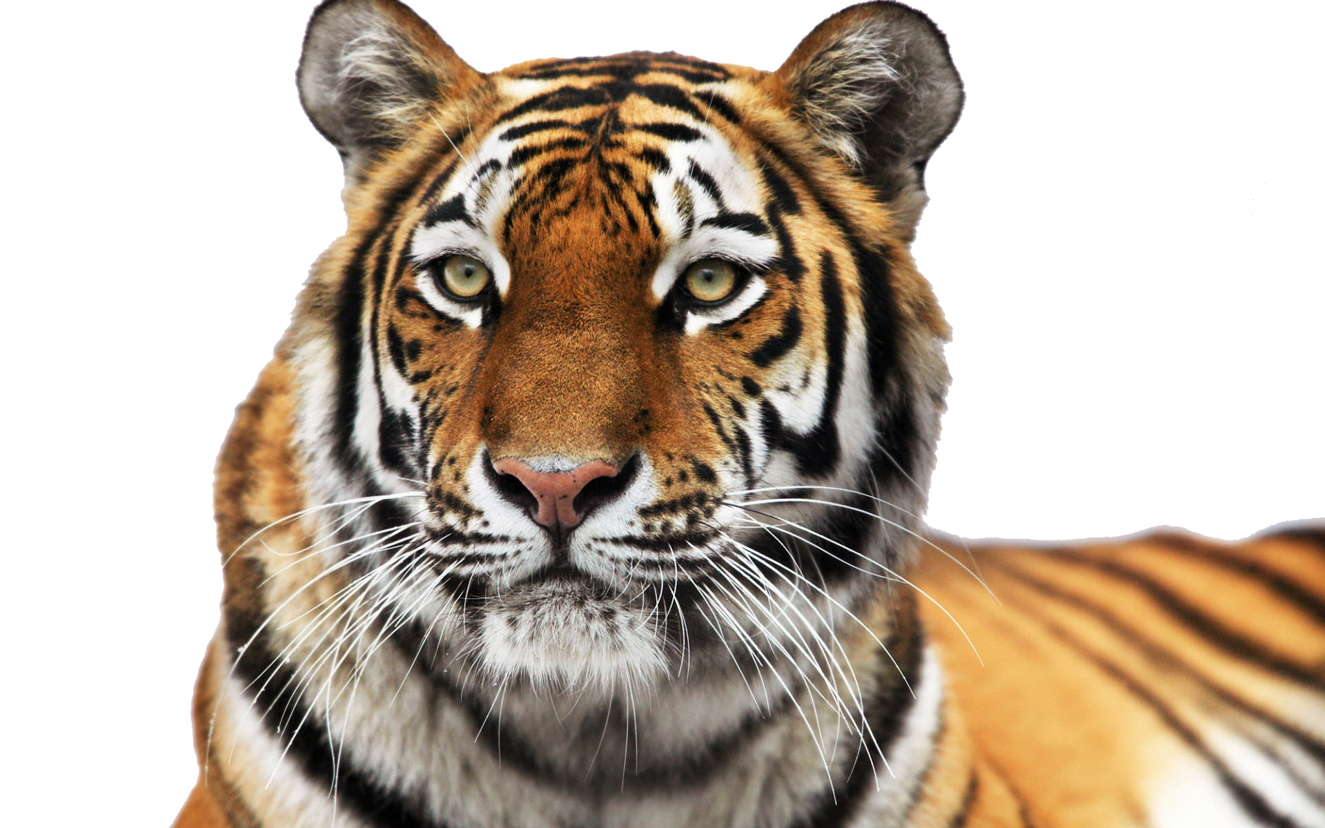 Intervention Tiger Face Rare Furry PNG