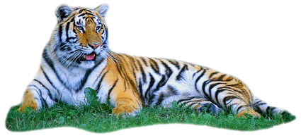 Yahoo Green Biology Panther Tiger PNG