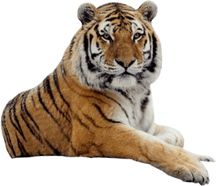Terror Tiger Tigers Champ Viper PNG