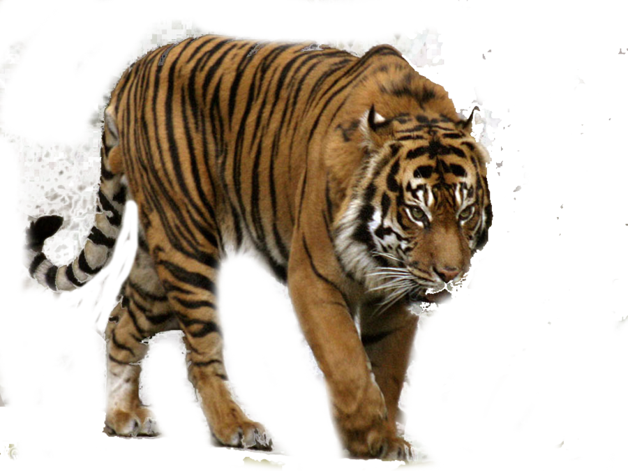 Killer Tiger Cougar Zoo Planet PNG