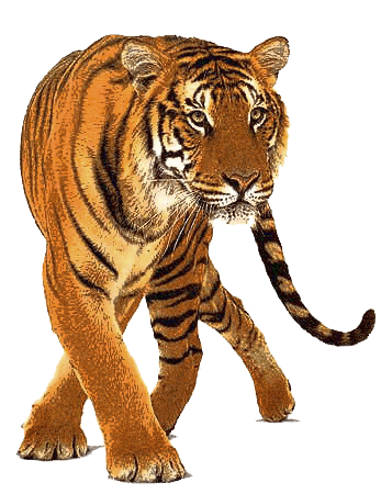 Tiger Tigress Jaguar Pets Planet PNG
