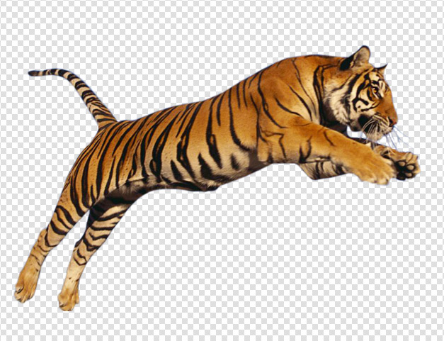 Cub Cute Tiger Cougar Flora PNG