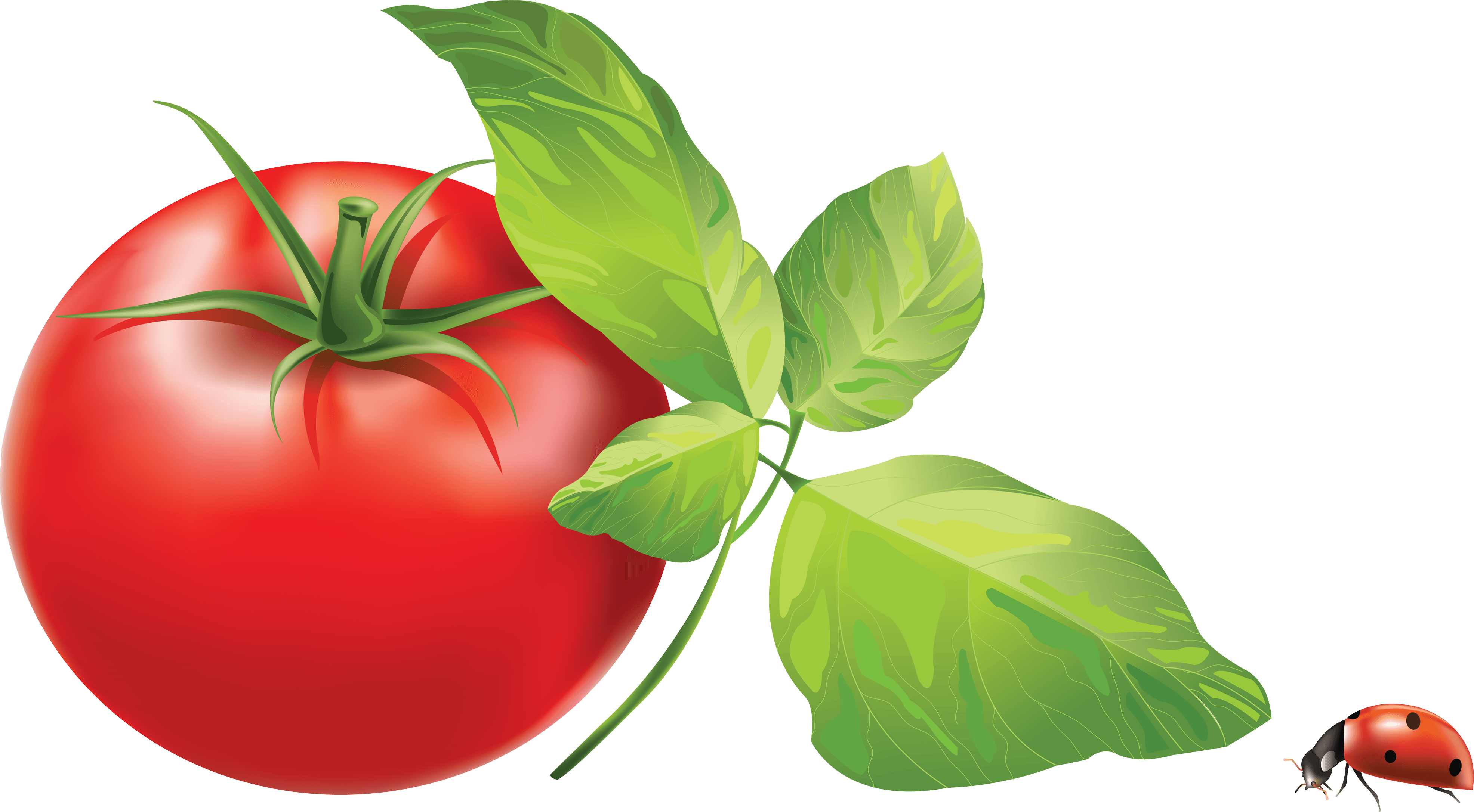 Spinach Tomato Vegetable Performance Cilantro PNG