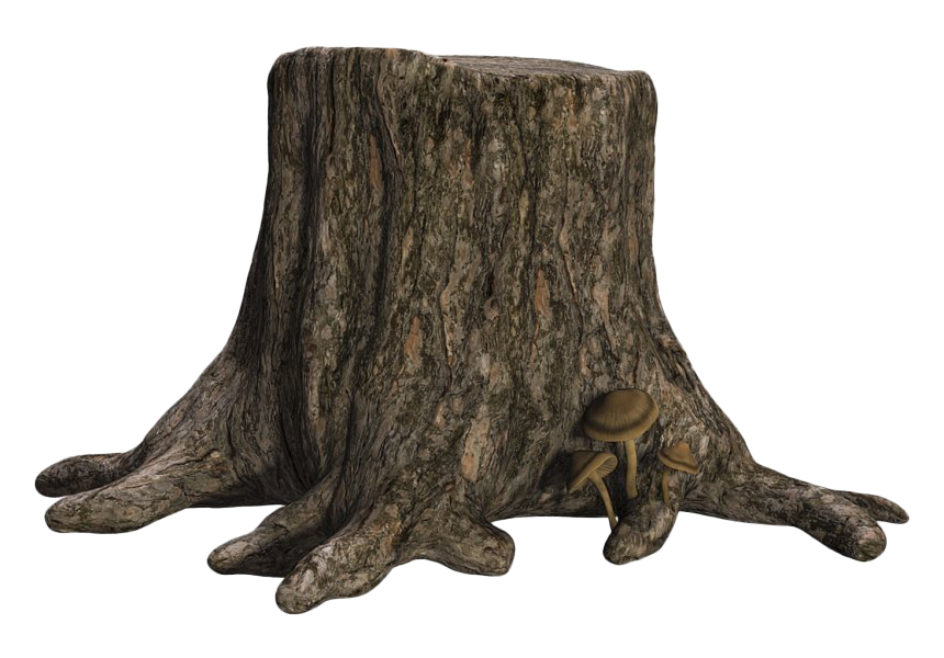 Stump Firewood Nature Conifer Spindle PNG