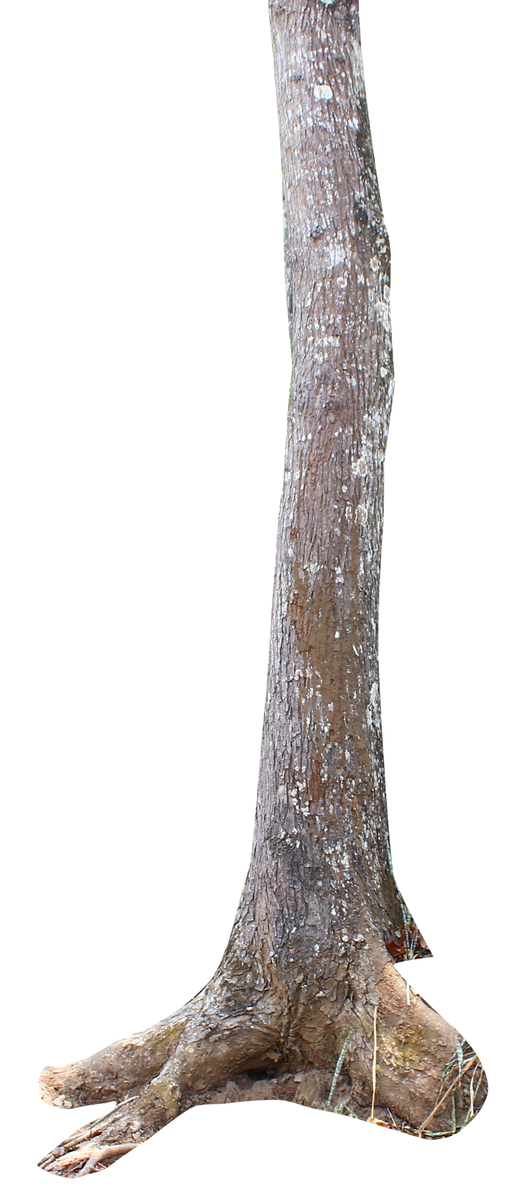 Trunk Tress Nature Tree Pine PNG