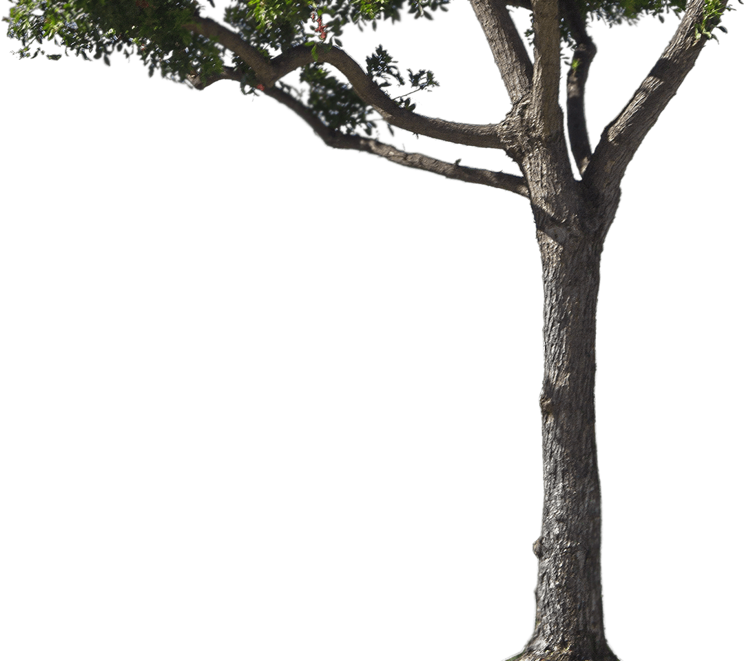 Coconut Nature Maple Tree Apple PNG