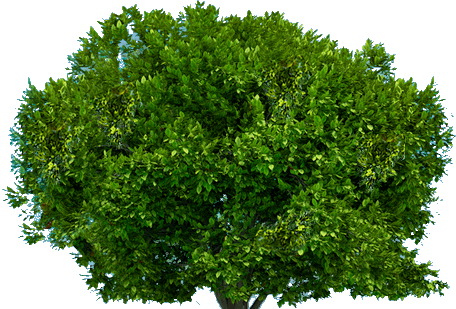 Arbor Green Joy Action Tree PNG