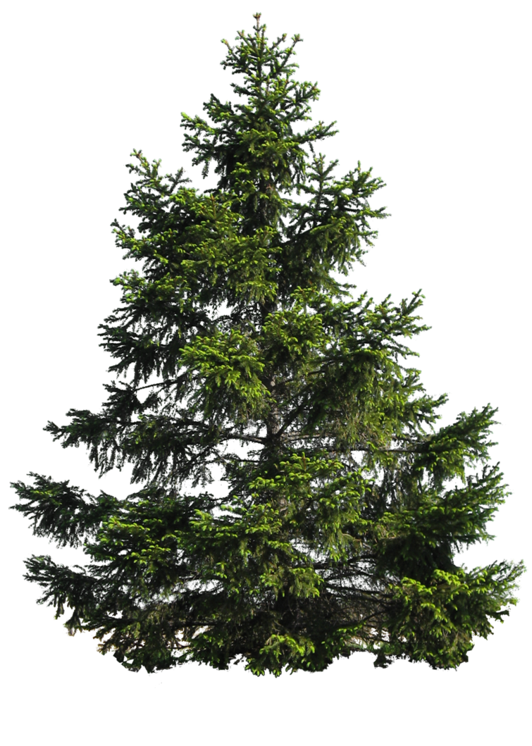 Tree Environment Amazing Pine Torso PNG