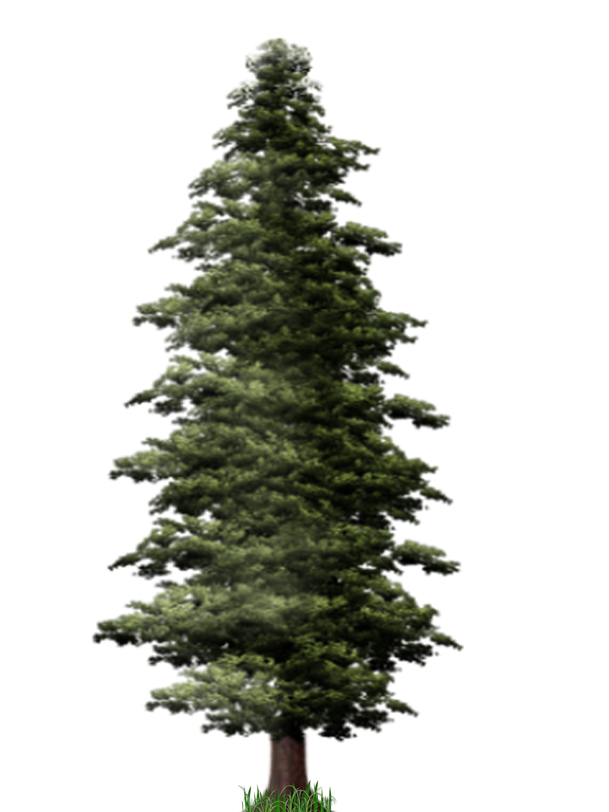 Tree Spindle Fir Marry Clouds PNG