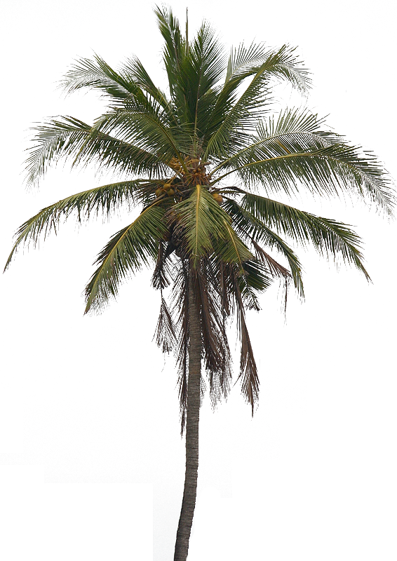 World Pretty Weather Coconut Elm PNG