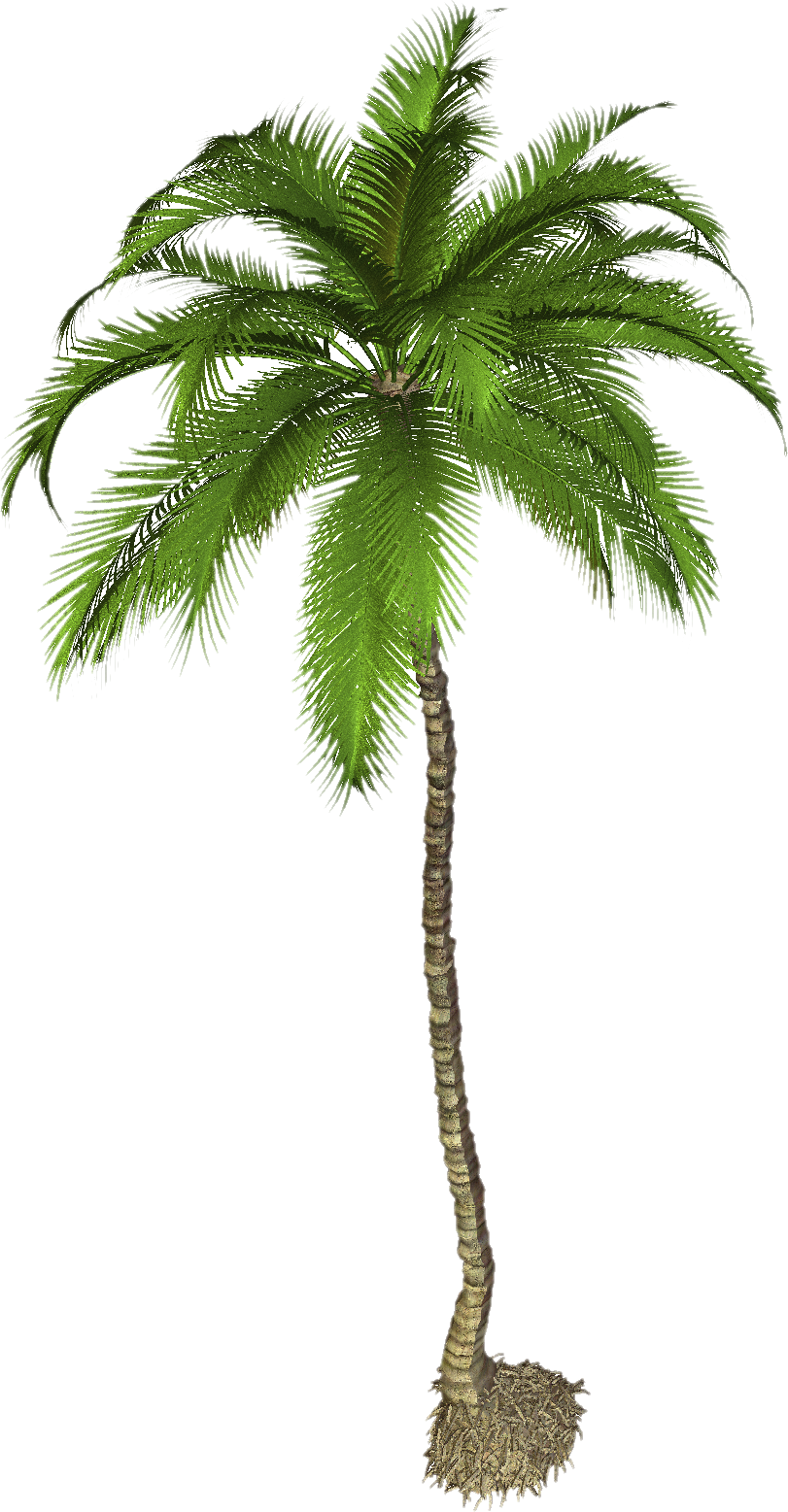 Plantation Lip Elm Funny Coconut PNG