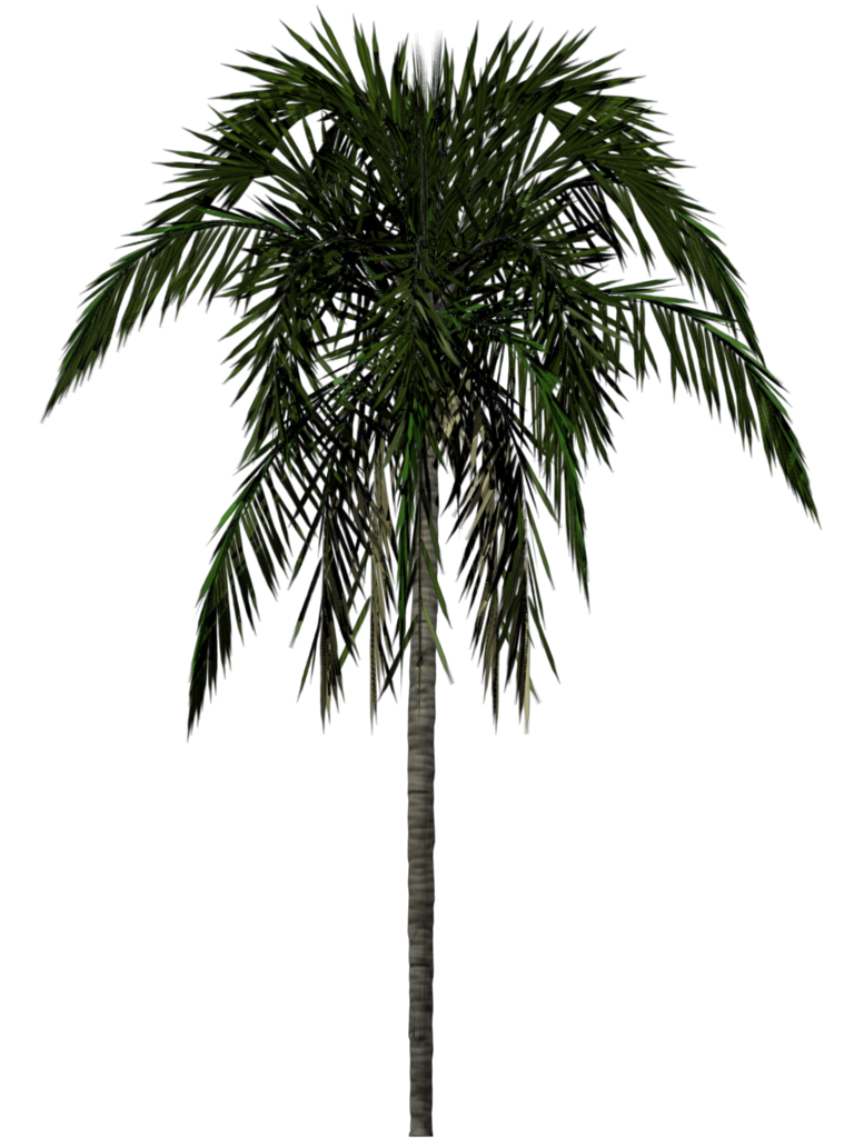 Cool Shaft Tree Jungle Natural PNG