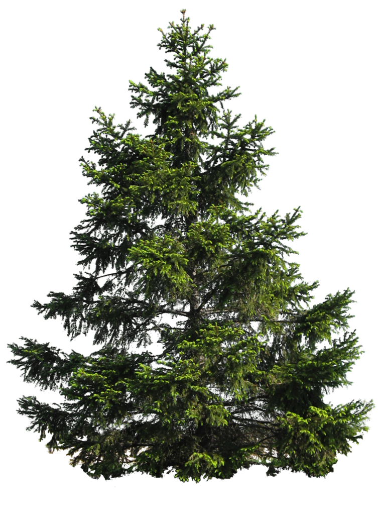 Balsam Fir-Tree Cute Shaft Spindle PNG