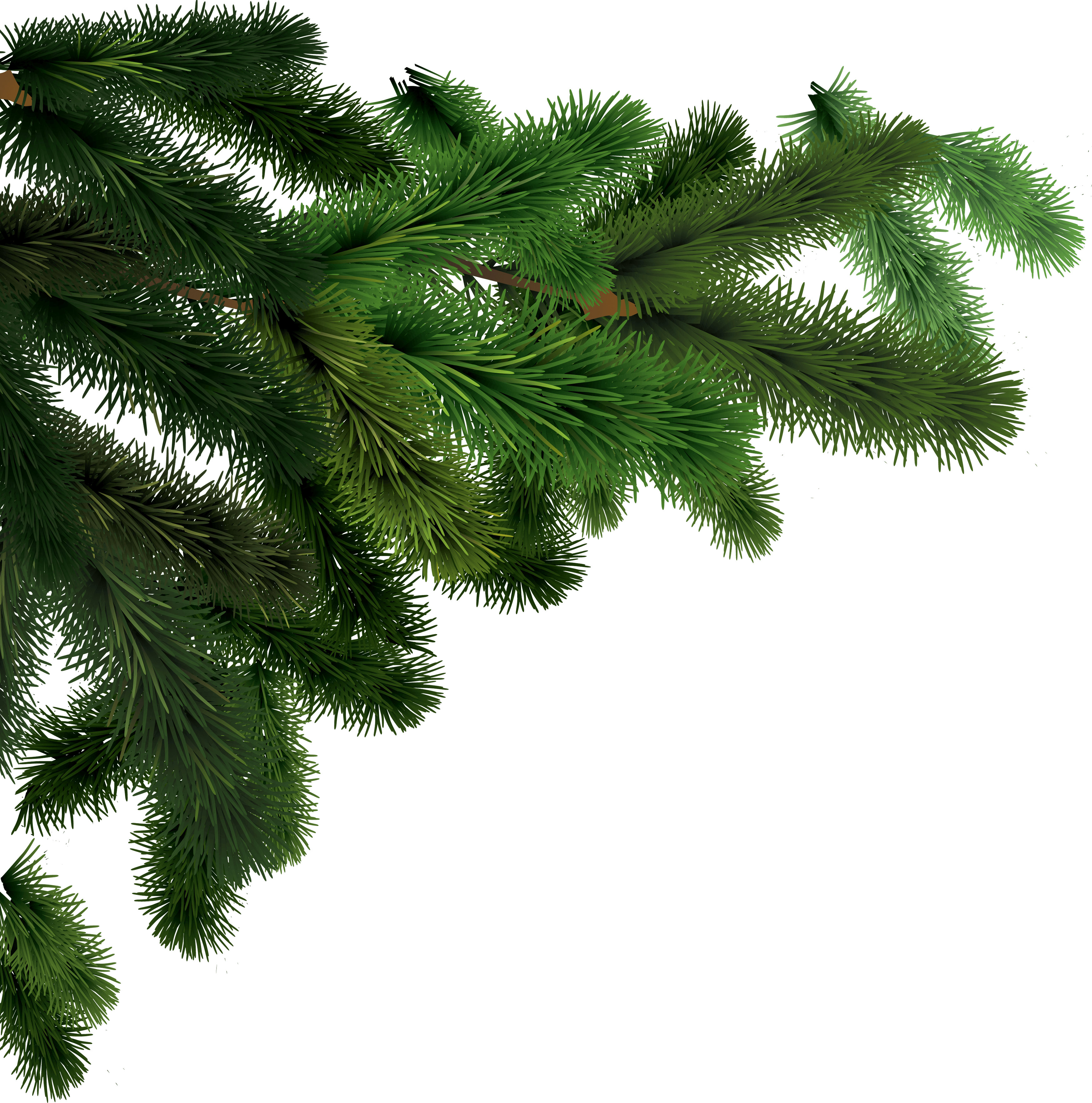 Fir-Tree Like Sky Apple Beetle PNG