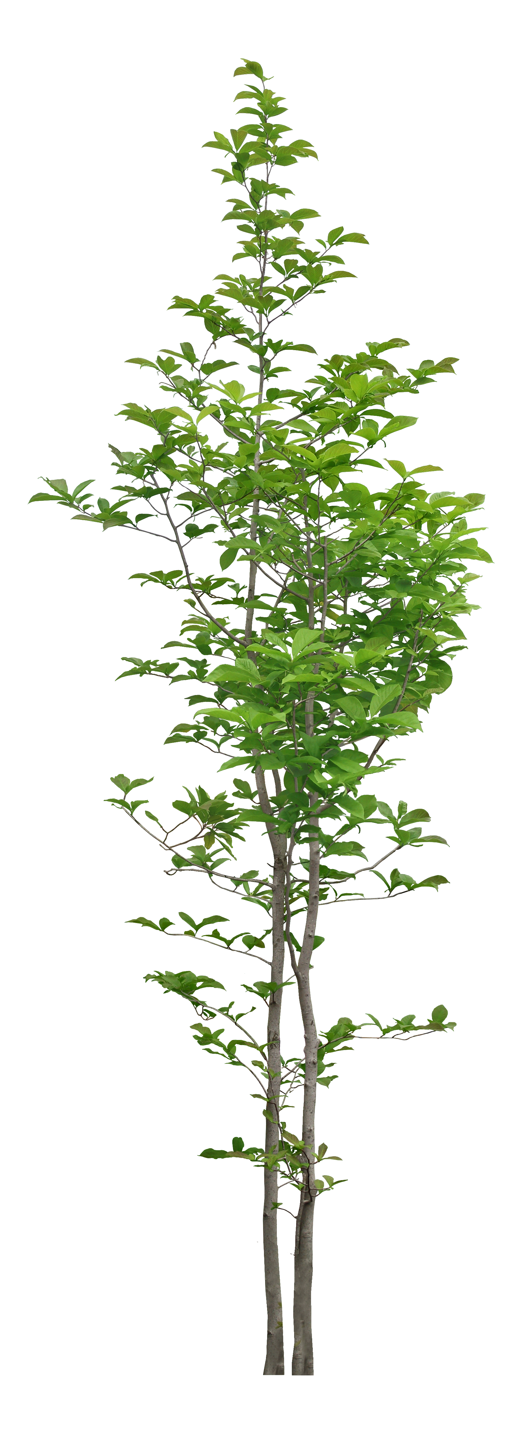 Twig Tree Trees Leaf Photography PNG