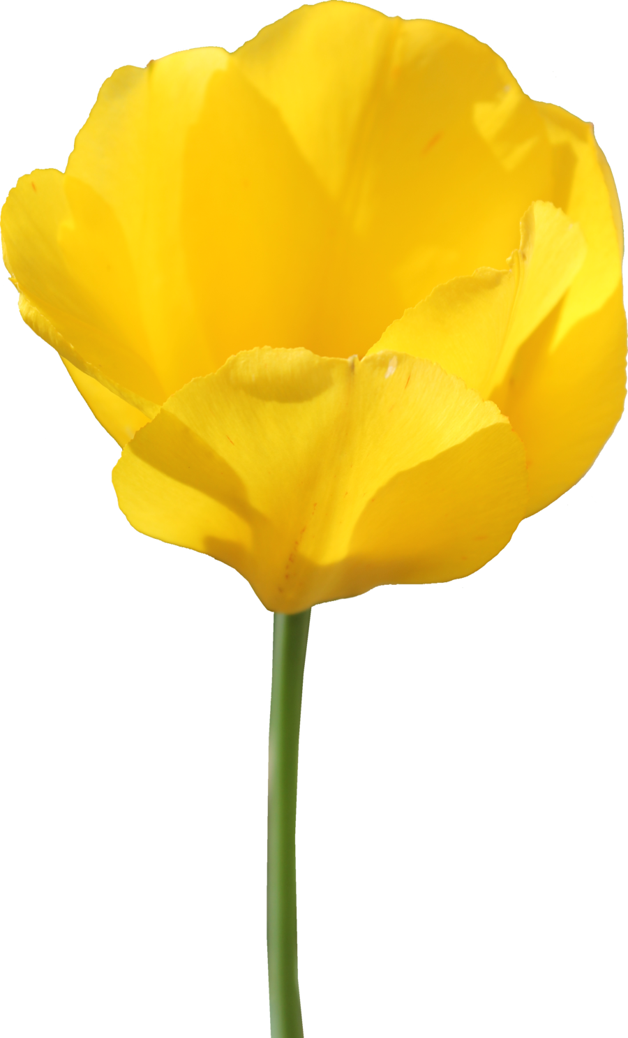 File Tulip Animal Snowdrop Peony PNG