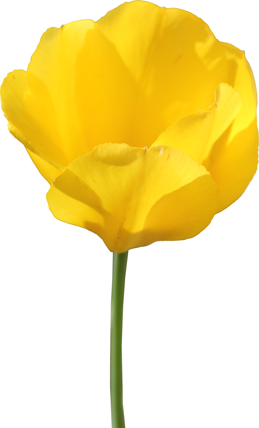 Blue Yellow Relax Dog Tulip PNG