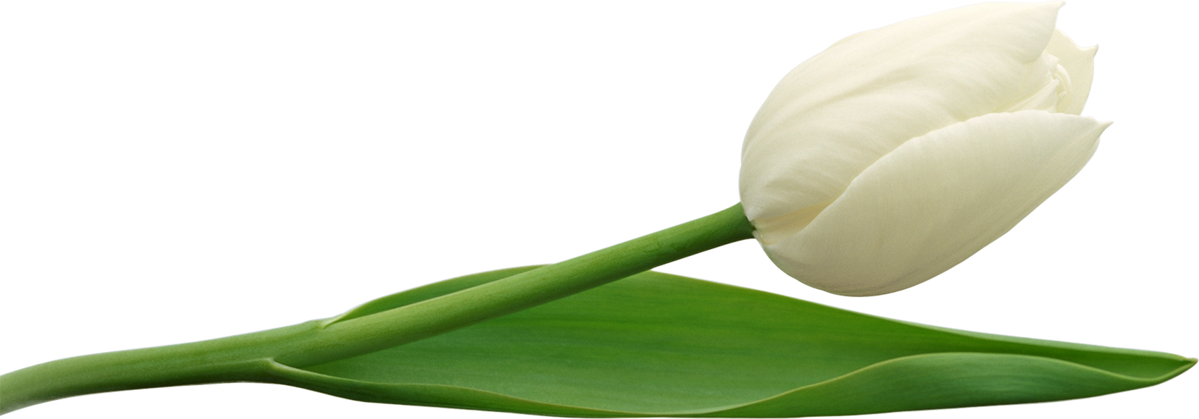 Flower Pop White Star Tulip PNG