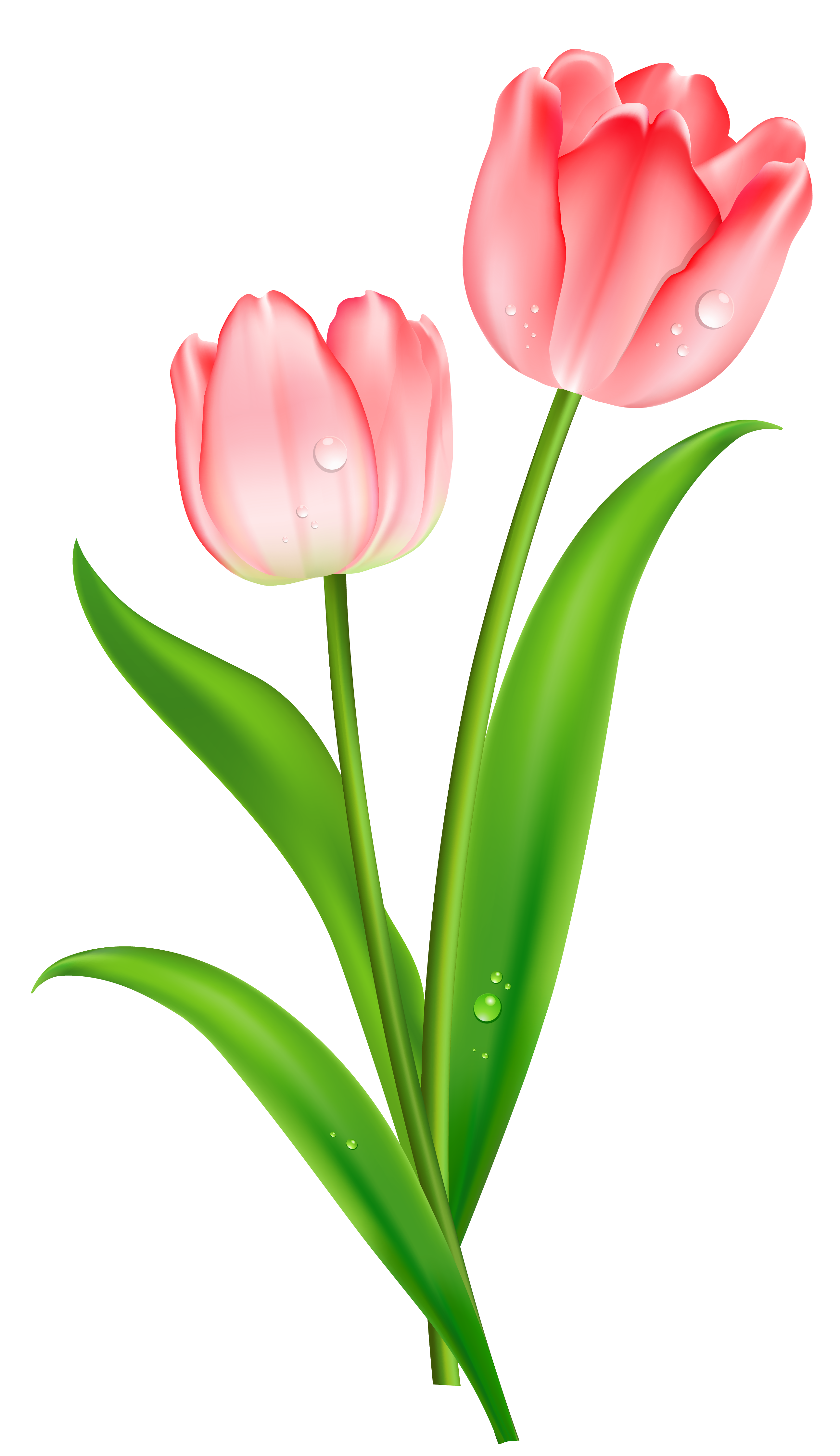 Clip Tulip Liberty Night Hair PNG