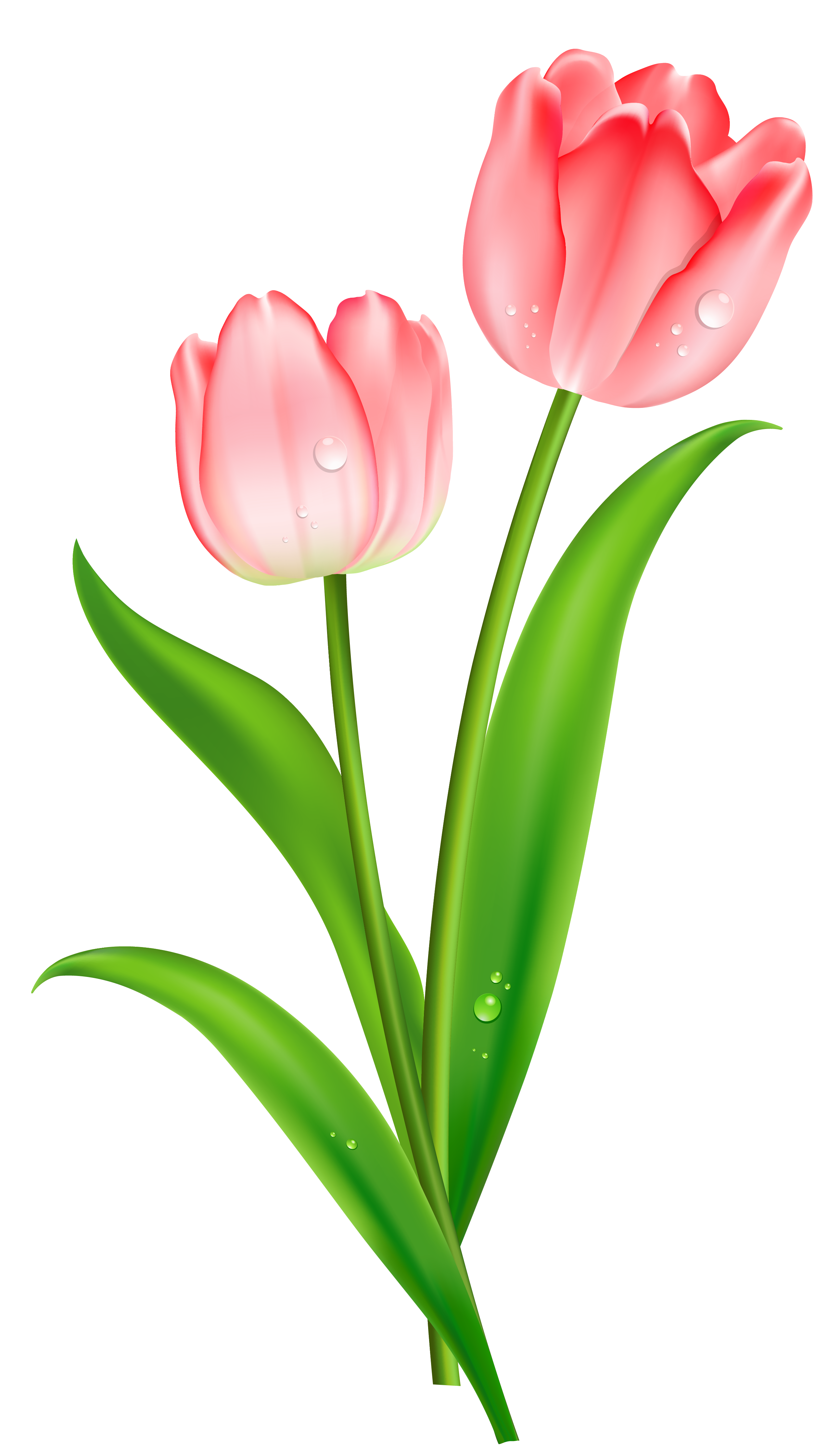 Tulip Chrysanthemum Food Beauty Twilight PNG